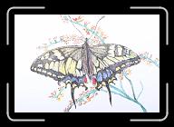 Papillon_003 * 3760 x 2549 * (2.17MB)