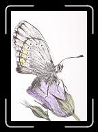 Papillon_004 * 2467 x 3525 * (2.02MB)