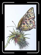 Papillon_006 * 2453 x 3566 * (1.96MB)