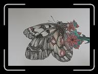 Papillon_016 * 2796 x 1992 * (2.95MB)