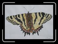 Papillon_019 * 2841 x 2026 * (3.07MB)