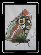 Papillon_022 * 1972 x 2868 * (3.26MB)