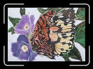 Papillon_024 * 2848 x 2007 * (3.23MB)
