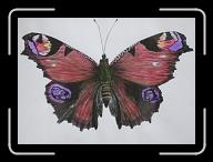 Papillon_026 * 2833 x 2022 * (2.96MB)