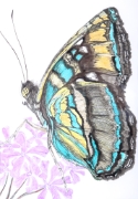 Papillon_001