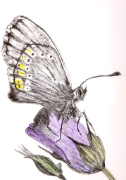 Papillon_004