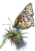 Papillon_006