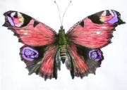 Papillon_026